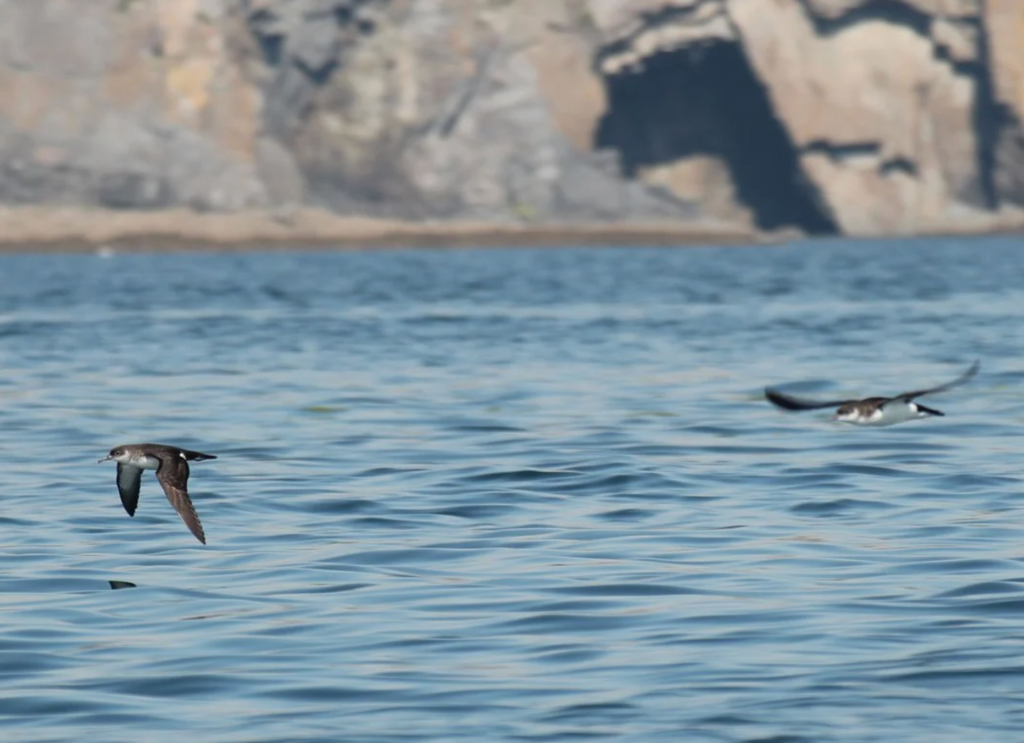 Manx shearwater diving birds