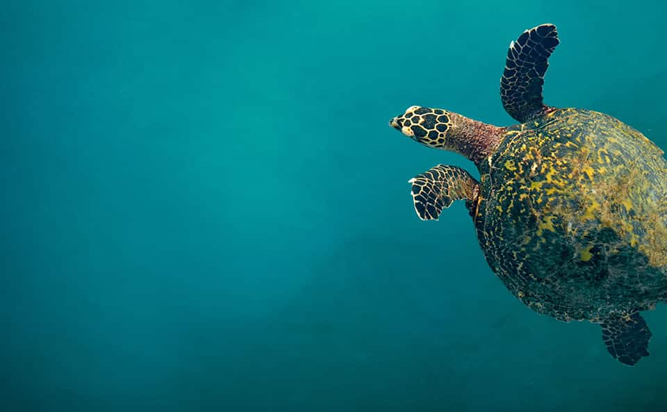 Sea turtle