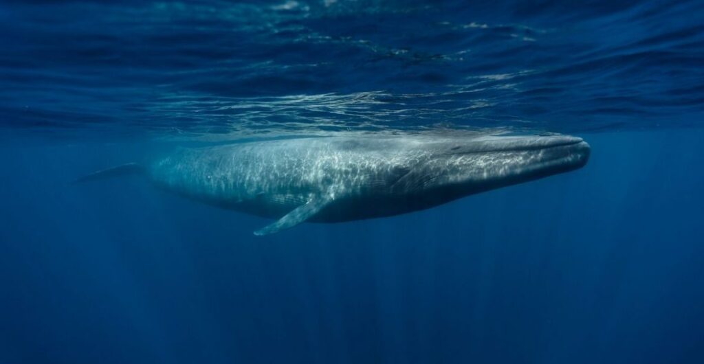 Pygmy blue whale