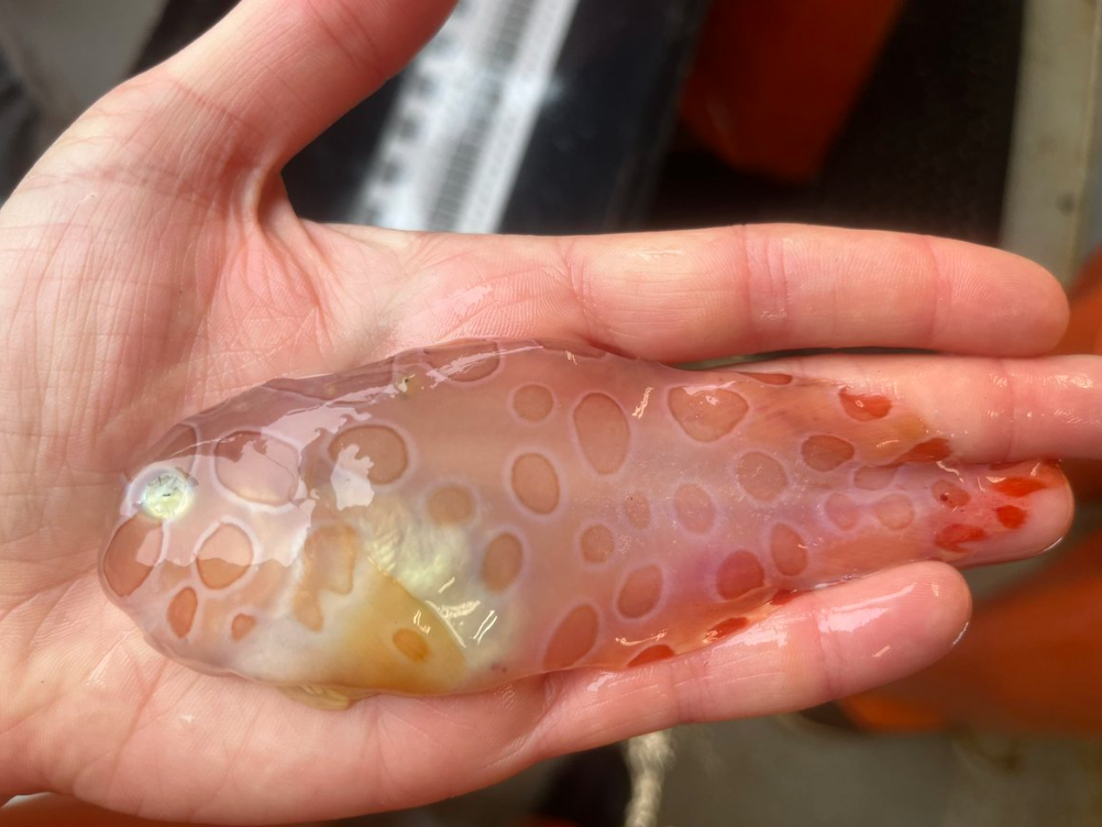 Blotched snailfish