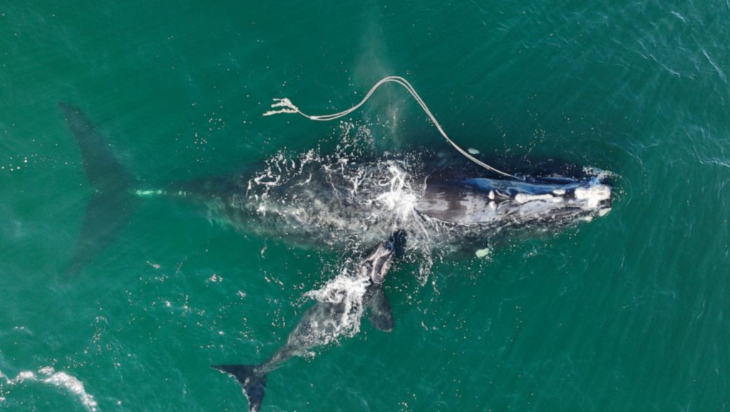 Entangled right whale