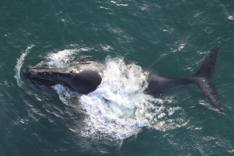 North Pacific right whale