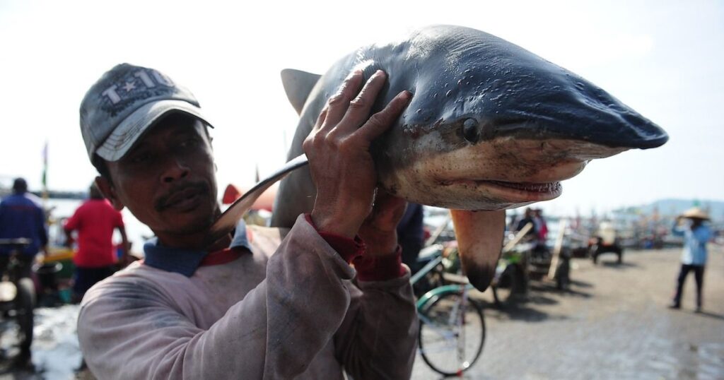 Shark fishing tournament