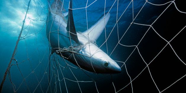 Shark net entanglement