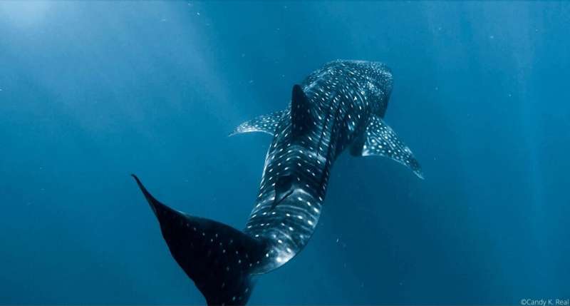 Whale shark