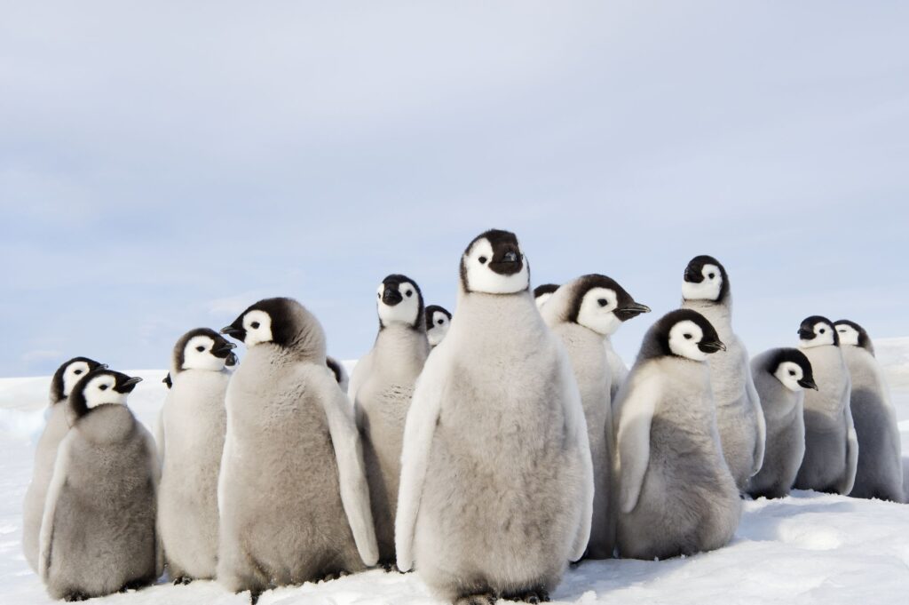 Penguin Babies