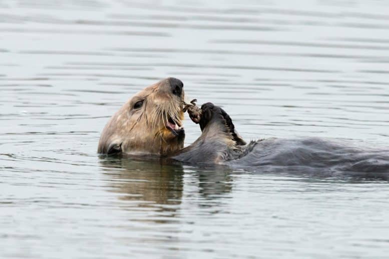 California's Coastal Savior: The Remarkable Sea Otters"