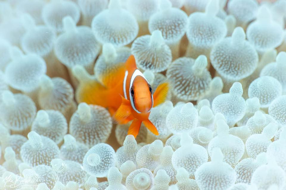 Clownfish & Anemone: Unveiling the Hidden Coral Bleaching Crisis