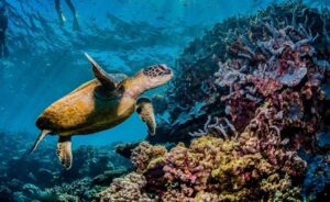 Historic Win: High Seas Treaty Adopted for Ocean Protection