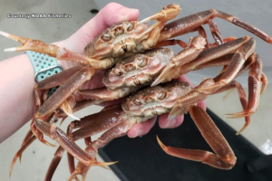 NOAA: Shocking Bering Sea Snow Crab Collapse Tied to Climate Change