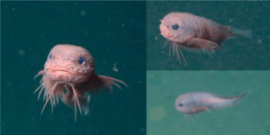 new snailfish species discovered