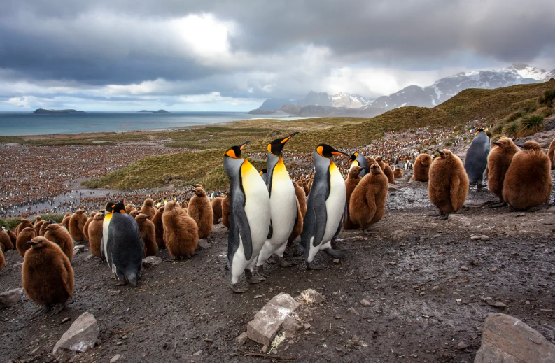 Bird flu Antarctica penguins