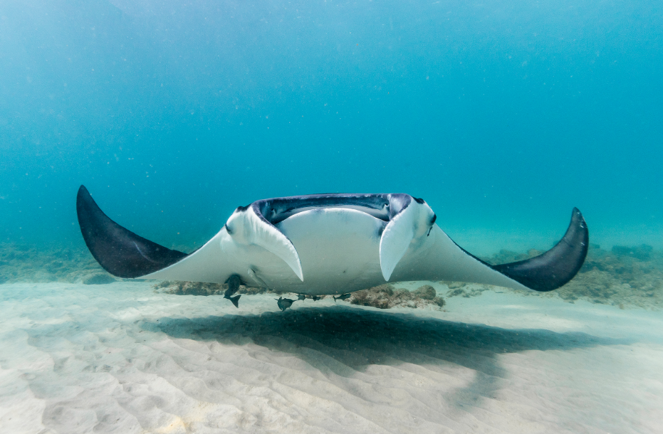 Florida threatened marine species affected by wildlife capture