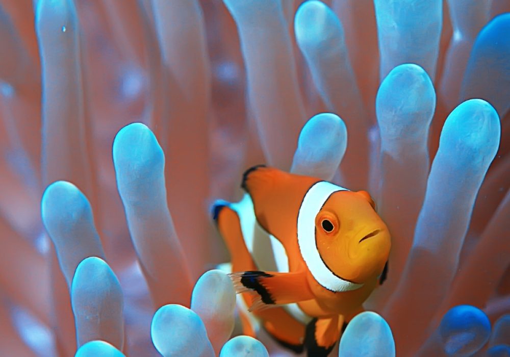 Clownfish
