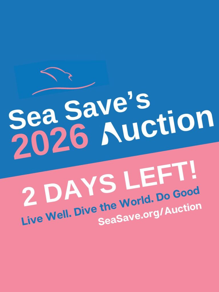 Instagram post from seasavefoundation. This post is in position 2.