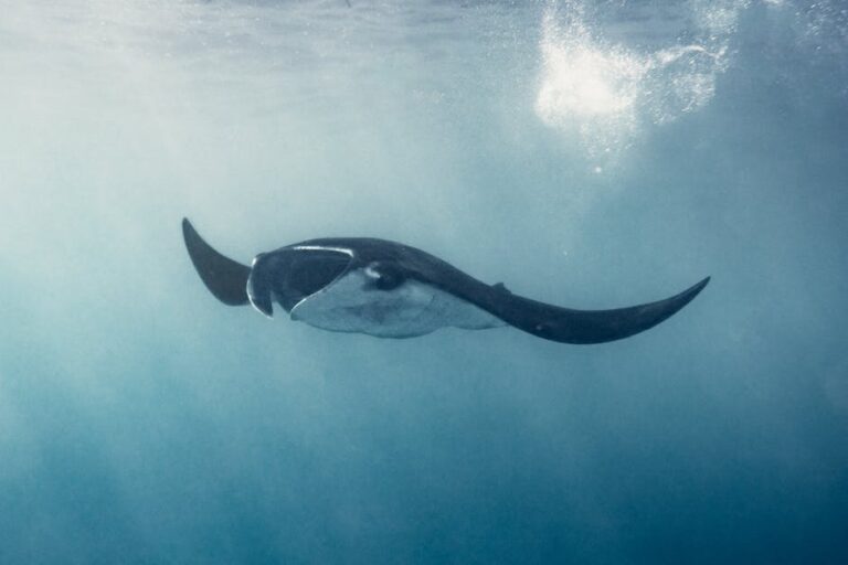 Instagram post from seasavefoundation. This post is in position 9.