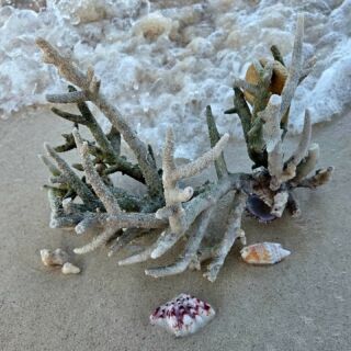 Instagram post from seasavefoundation. This post is in position 1.