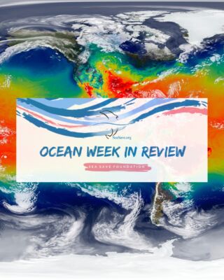 Instagram post from seasavefoundation. This post is in position 1.