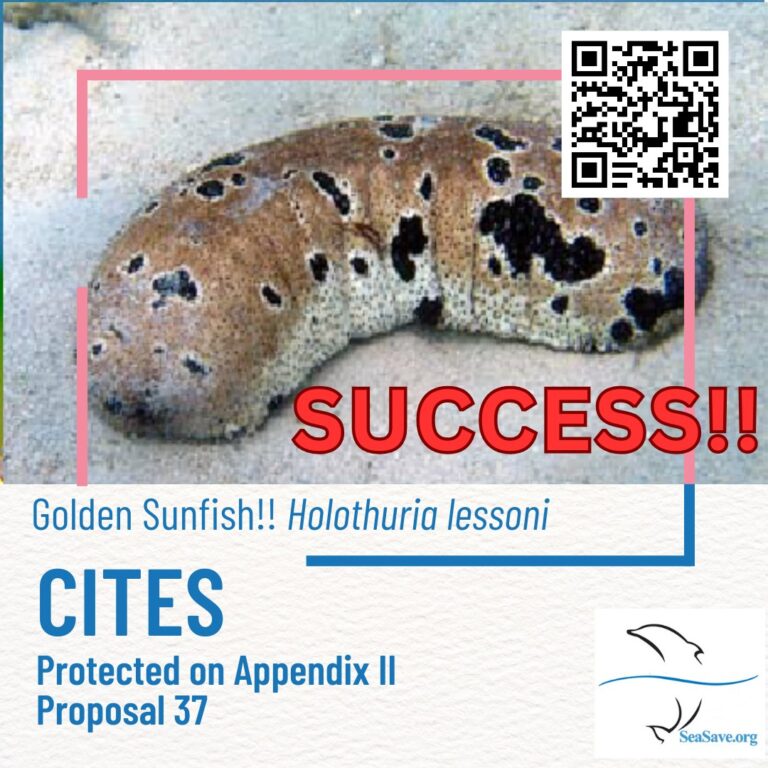 Instagram post from seasavefoundation. This post is in position 6.