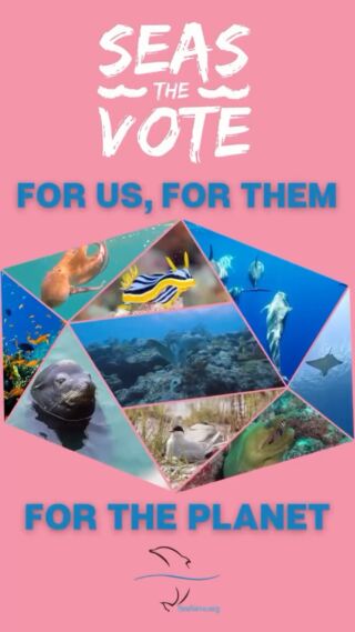 Instagram post from seasavefoundation. This post is in position 1.