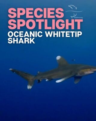 Instagram post from seasavefoundation. This post is in position 1.