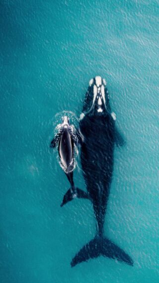 Instagram post from seasavefoundation. This post is in position 9.