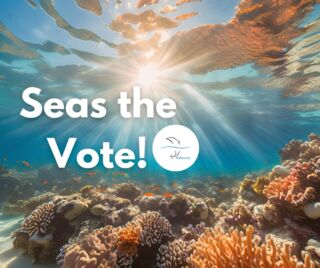 Instagram post from seasavefoundation. This post is in position 1.