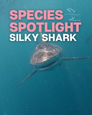 Instagram post from seasavefoundation. This post is in position 1.