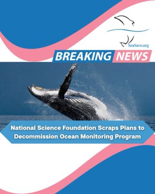 Instagram post from seasavefoundation. This post is in position 1.
