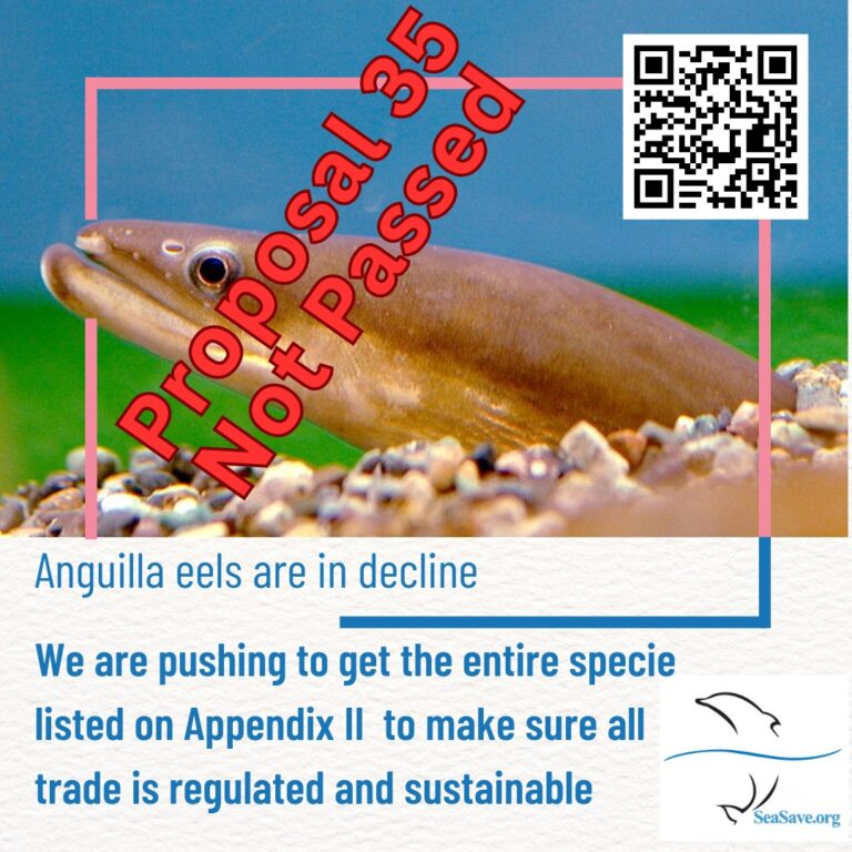 Instagram post from seasavefoundation. This post is in position 8.